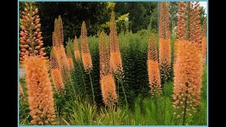 Эремурус Eremurus Эукомис Eucomis Garden flowers230 Декоративные растения [upl. by Noicpecnoc]