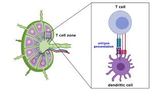 Structure and Immune Function of the Lymphatic System [upl. by Lihcox]