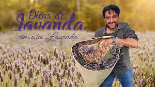 Como plantar mudas de lavanda  Santa Lavanda [upl. by Hadias]