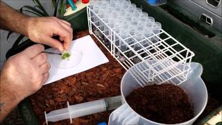 PLANTING PLEIONE ORCHID PROTOCORMS DIRECTLY FROM FLASK TO PEAT [upl. by Lathan]