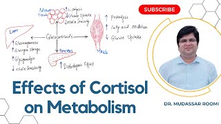 Metabolic actions of Cortisol  Functions of Glucocorticoids  How does Cortisol affect metabolism [upl. by Neelloj]