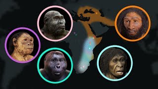 Seven Million Years of Human Evolution datavisualization [upl. by Ardek965]