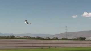 Albatross with pod and ailerons [upl. by Siffre]