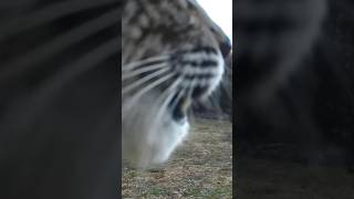 INSANE Bobcat SCREAM [upl. by Llehcam3]