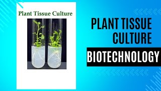 plant tissue culture steps types callus cell suspension meristem anthar protoplast class [upl. by Jallier]