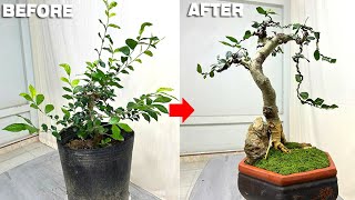 Creating a Bonsai Tree with Falling Branches is Easy for Beginners [upl. by Adnohr]