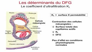 La filtration glomérulaire et sa régulation [upl. by Airdnala]