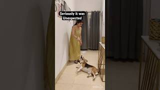 Watch till end😧short funny explore viral beagle pets video funny ytshorts [upl. by Agna661]