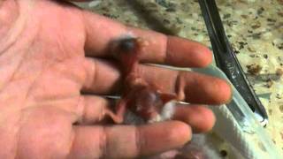 Kakariki parakeet babies 2 days and 6 days old [upl. by Melessa834]