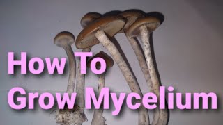 How To Grow MYCELIUM TUTORIAL [upl. by Ahsiekim212]