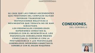 CEREBELO CONFORMACIÓN EXTERNA E INTERNA CONEXIONES Y FUNCIONES PRINCIPALES [upl. by Lederer380]