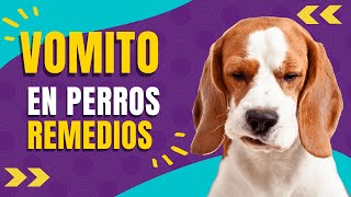 🐾🐶4 REMEDIOS CASEROS PARA EL VOMITO EN PERROS [upl. by Eceirahs]