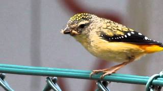 Spotted pardalote  taking insect to nest [upl. by Alick552]