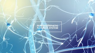 Autonomic Nervous System ANS Parasympathetic [upl. by Revert616]