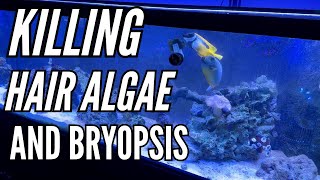 Green Hair Algae and bryopsis in saltwater tank  FLUX RX  Green Hair Algae Update [upl. by Miahc]