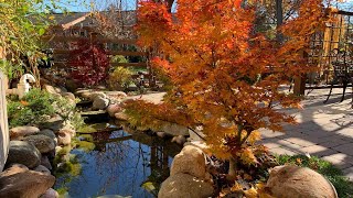 Mikawa Yatsubusa Japanese maple [upl. by Merriam142]