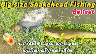 Unbelievable Snakehead Fishing with spider Hook Snakehead Fishing fishing fishingvideo fish [upl. by Ikram]