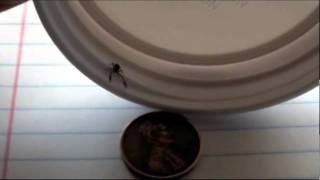 Look what I found in the houseA Pseudoscorpion [upl. by Bum]