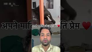 Es duniya main sabse bafa dar janavar hai lovepoerty shortvideo funny lovepoetey love sad [upl. by Nitaf]