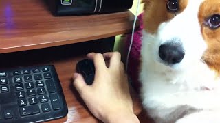 Corgi Stops Owner From Using Computer [upl. by Drus]