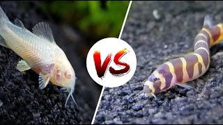 Cory Catfish vs Loaches – Which is Better [upl. by Terrell]