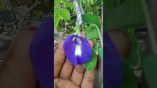 New technique for growing aparajita flower plant flowers plants tree annualplant specialplants [upl. by Assener]