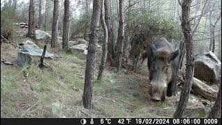 Sanglier dans le 13  Camera chasse coolife ph700a [upl. by Bora130]