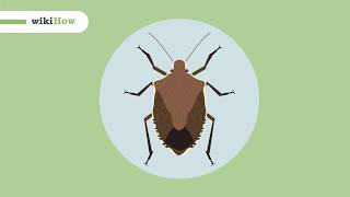 How to Get Rid of Stink Bugs [upl. by Nymzaj]