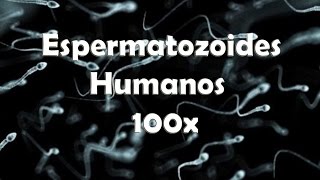 Espermatozoides Humanos 100x [upl. by Nedyrb]