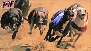 Greyhounds  Dog racing  Track race UK [upl. by Leirol]