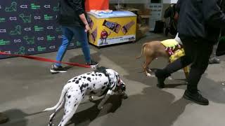 Smokey the Dalmatian Dog Barking Browns Backers HowlOWeen event 2023 Full video dog dalmatian [upl. by Elac]