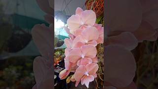 Lovely flowersyoutubeshorts youtube youtubevideo orchid phelanospsis [upl. by Regina]