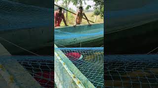 Gift tilapia Fish farming tilapiafish fishfarm biofloctanks funnyfish ritamv [upl. by Gotcher]