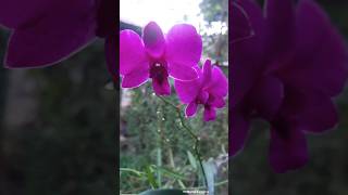 শখের বাগানের Dendrobium Orchid 💐💐 shortsvideo nature beautiful flowers viral [upl. by Leinad178]