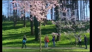 VIDÉO Aux portes des DeuxSèvres le parc de Maulévrier fête le printemps à la japonaise [upl. by Bernhard]