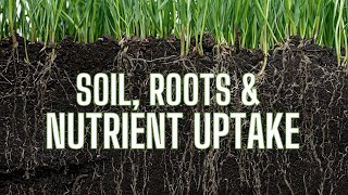 Soil Roots amp Nutrient Uptake [upl. by Ameehsat]