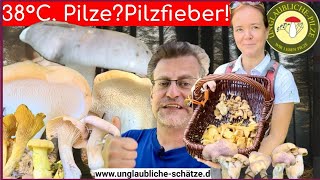 Pilze im September  Pilze suchen bei 38°C  Pilzfieber und voller Korb Pilze sammeln 2024 [upl. by Malcah738]