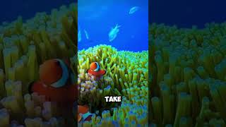 Most beautiful clownfish ever clownfish fish fishes aquarium aquariumfish aquaticanimals [upl. by Neelyahs]