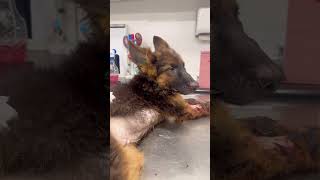 Ehrlichiosis a tickborne disease of dogs ☎️ 0327 2323388 viral gsd dog puppy fyp shorts [upl. by Belayneh]