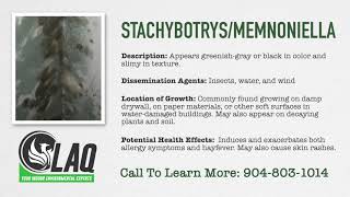 Mold Glossary  Stachybotrys  Memnoniella [upl. by Deeyn]