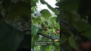 How to Eat American Persimmons Diospyros virginiana [upl. by Kipton45]