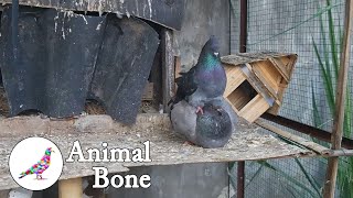 Pigeons kissing and mating  The Dodo  Animal Bone [upl. by Submuloc]