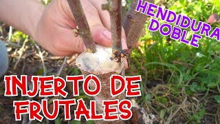 INJERTO DE FRUTALES HENDIDURA DOBLE DURAZNOCIRUELA [upl. by Elimac]