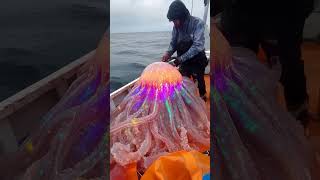 Giant Sea Creatures Found by Fishermen Will Shock You [upl. by Wirth]