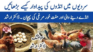 How to Increase Eggs Production this Winter  Laying and Non Laying Hens  Moulting  Dr ARSHAD [upl. by Humph]