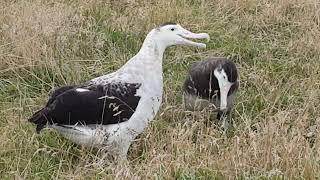 Antipodean Albatross pair  Pitt Island [upl. by Anselm]