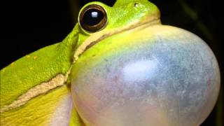 Aggressive Call of Green Tree Frog Hyla cinerea [upl. by Topping]