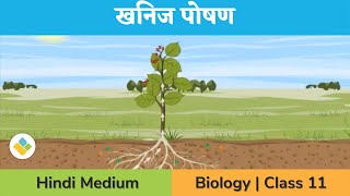 खनिज पोषण कक्षा 11  Mineral Nutrition Class 11 Biology  Deficiency Symptoms  Toxicity  iPrep [upl. by Truk]