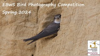 Spring 2024 Bird Photography Competition entries [upl. by Aneliram]