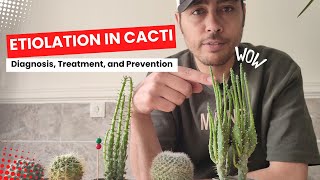 Unveiling the Secrets of Cactus Etiolation Causes and Solutions [upl. by Connelley]